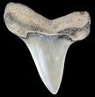 Fossil Mako Shark Tooth - Virginia #52029-1